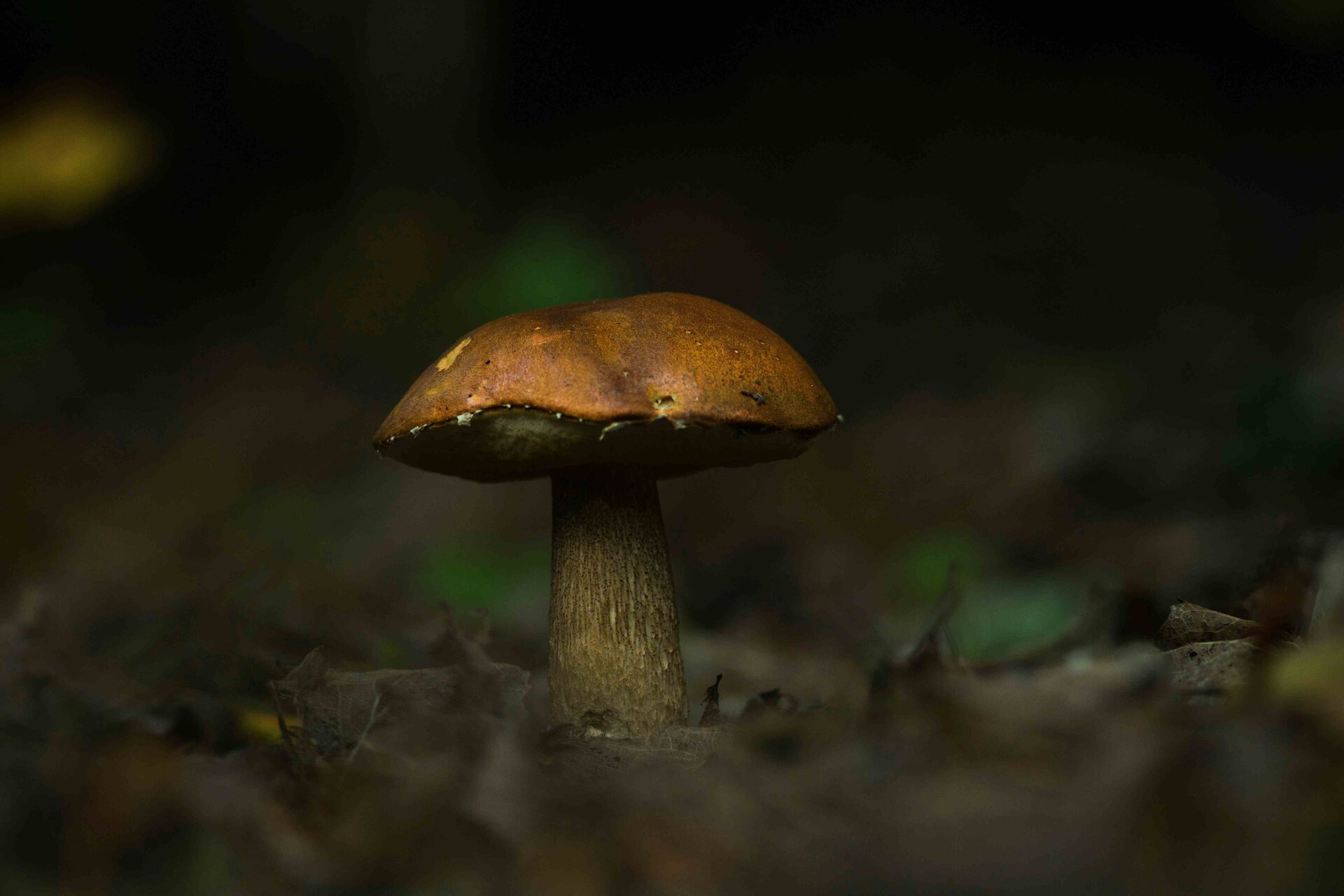 BOLETACEAE