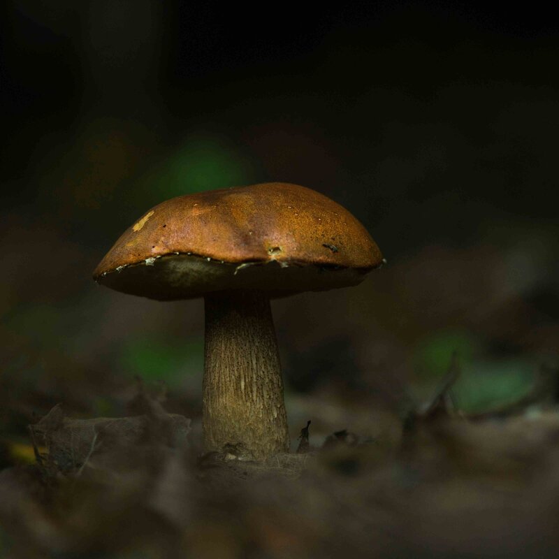 SERATA SUI FUNGHI FAMIGLIA "BOLETACEAE"