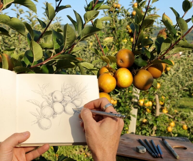 DAL RAMO AL FOGLIO - LABORATORIO DI DISEGNO BOTANICO NEL FRUTTETO STORICO DI CLES