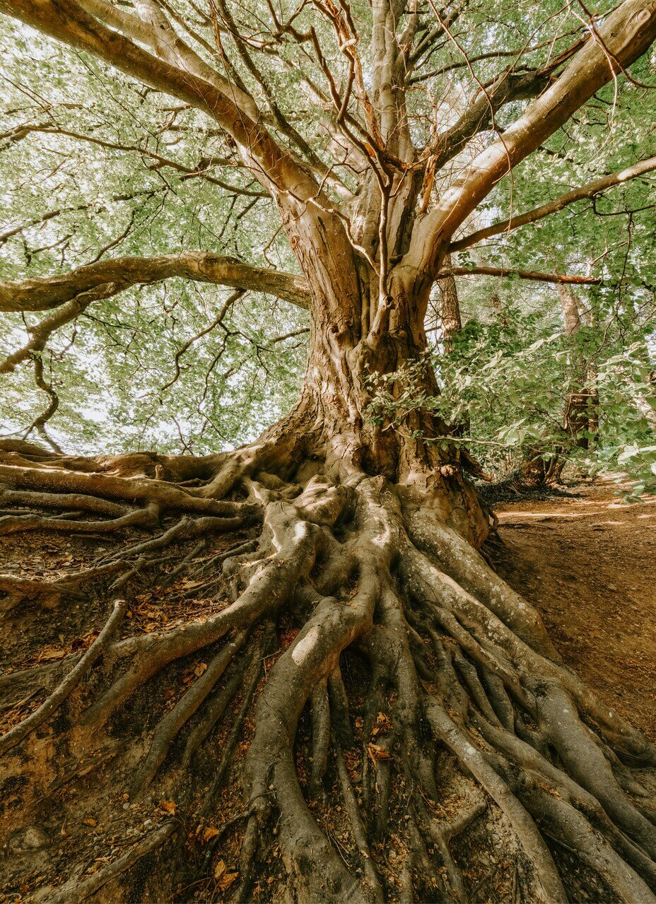 ALBERI AMICI DEI BAMBINI
