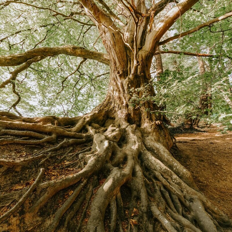 ALBERI AMICI DEI BAMBINI