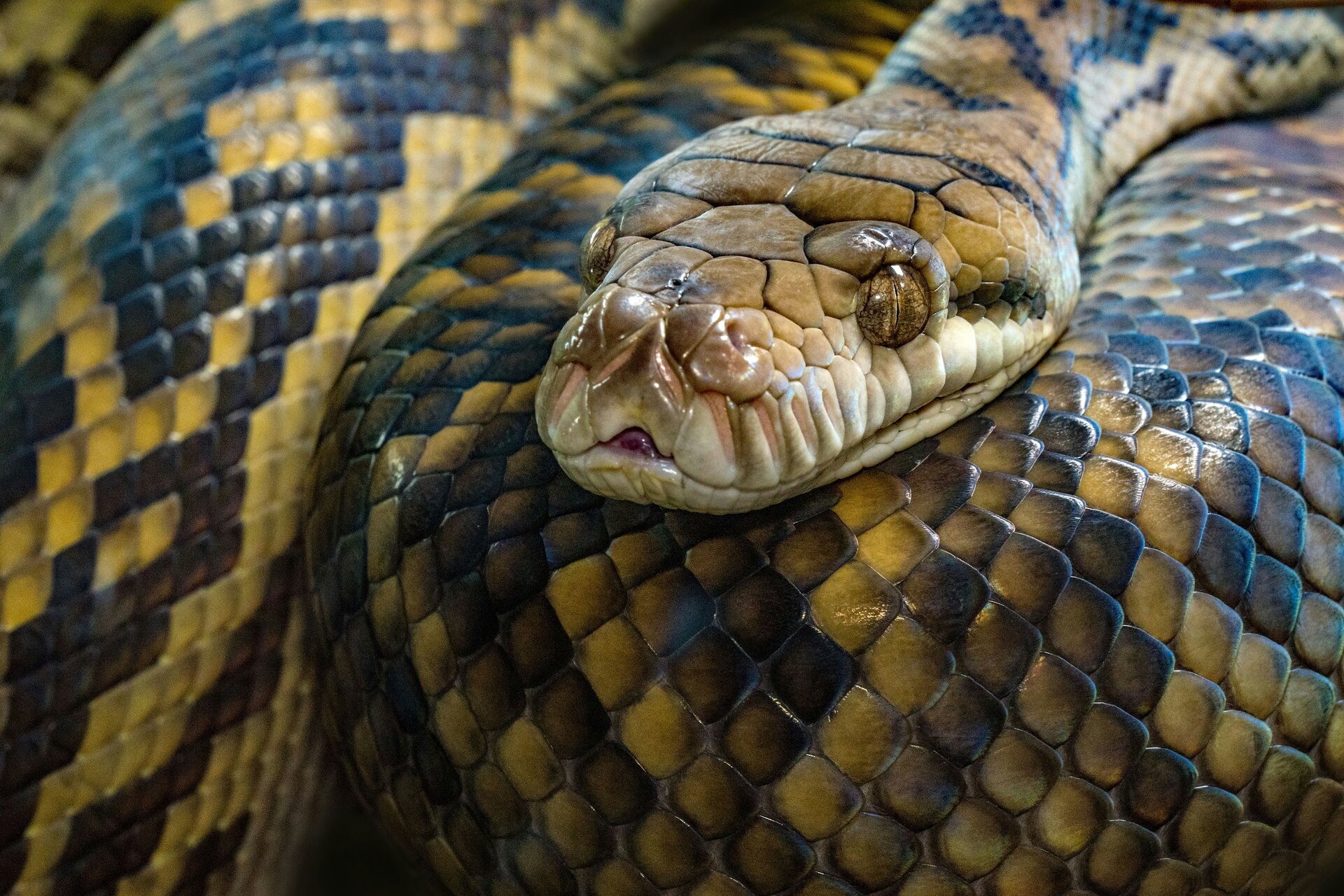 SERATA INFORMATIVA SUL MORSO DI VIPERA E DI ZECCA