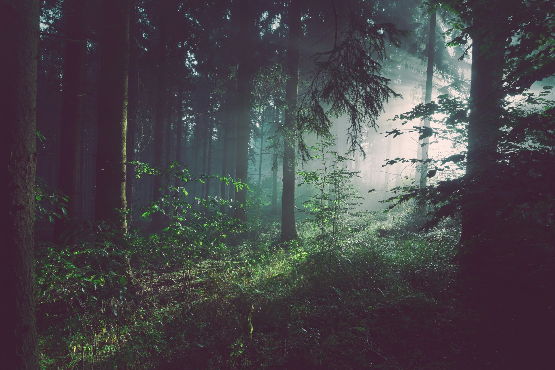 LA SALUTE DEL BOSCO 