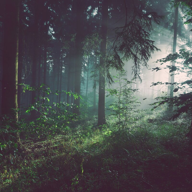 LA SALUTE DEL BOSCO 